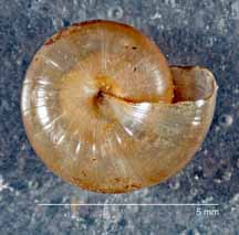 Glyphyalinia luticola shell bottom